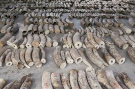 Singapura Akan Melarang Penjualan Gading Gajah Mulai 2021