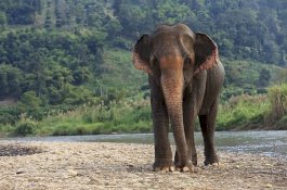 Gadis 11 Tahun Tewas Diinjak-injak Gajah di Rumahnya