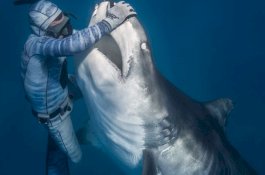 Lihat! Video Penyelam Pemberani Menyentuh Mulut Hiu Raksasa