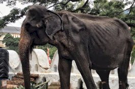 Jadi Perhatian Dunia, Gajah Kurus Ini Masih Diturunkan Saat Festival