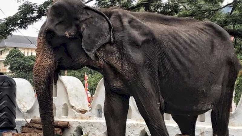 Jadi Perhatian Dunia, Gajah Kurus Ini Masih Diturunkan Saat Festival