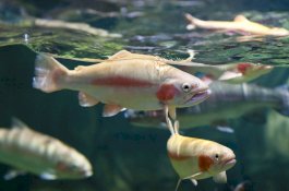 Ikan di Malaysia Disebut Menjadi Gay, Ternyata Faktornya karena Hal Ini