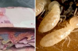 Nenek Kaget, Uang Tabungannya Rp20 Juta Hancur Dimakan Rayap