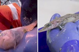 Peneliti Temukan Spesies Ikan Terbaru di Antartika