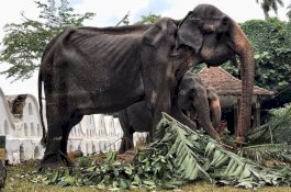 Pemerintah Sri Lanka Luncurkan Investigasi Gajah Tikiri