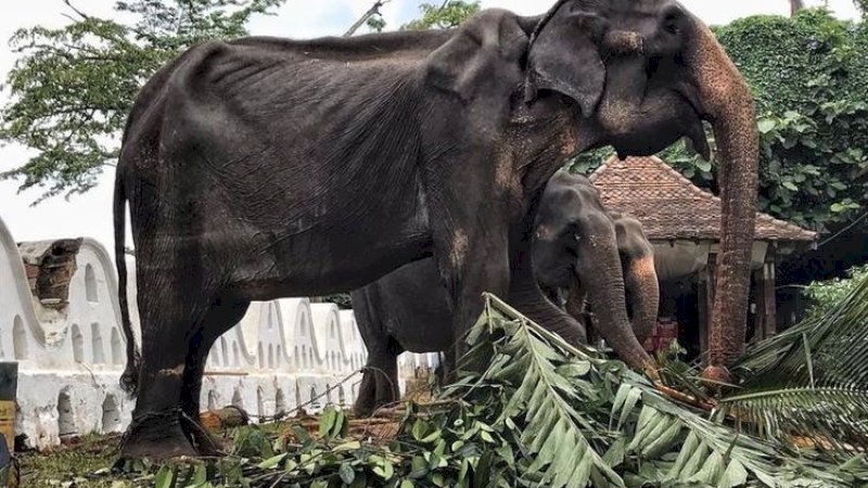 Pemerintah Sri Lanka Luncurkan Investigasi Gajah Tikiri