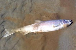 Suhu Air yang Sangat Panas di Alaska Membunuh Ribuan Ikan Salmon