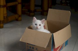 Memberi Makan Kucing Liar di Bawah Meja Makan Ternyata Berbahaya