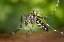 Bagaimana Virus Chikungunya Menyebar? dan Cara Melindungi Diri Darinya!