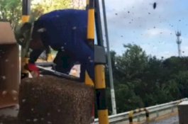 Kabur dari Truk, Puluhan Ribu Lebah 'Kuasai' Jalan Tol di China