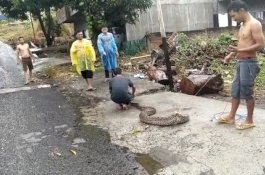 Taklukkan Ular Sanca Sepanjang 3 Meter, Warga Parepare Ini Serahkan ke BKSDA