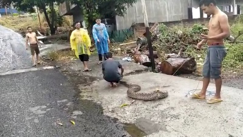 Warga Parepare menangkap ular sanca dengan panjang sekitar tiga meter.