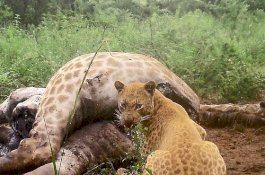 Macan Tutul Paling Langka di Dunia Difoto Makan Bangkai Jerapah