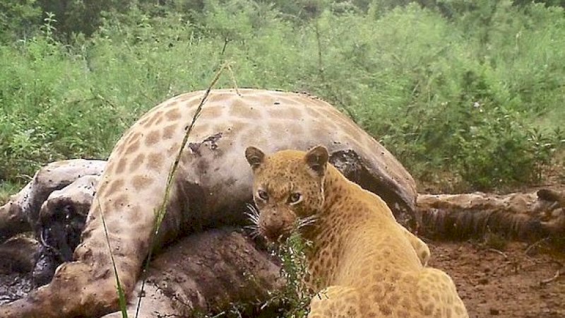 Macan tutul stroberi yang sangat langka makan bangkai jerpah