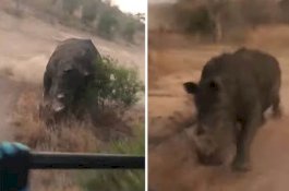 Lagi Safari, Rombongan Turis di Kejar Badak Sampai 500 Meter