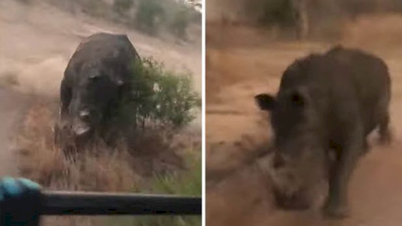 Lagi Safari, Rombongan Turis di Kejar Badak Sampai 500 Meter