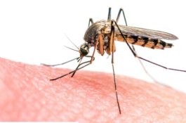 Minuman Ini Bisa Membuat Nyamuk Lebih Sering Menggigit