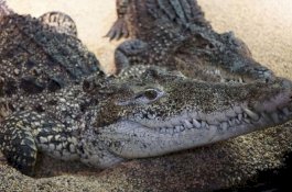 Buaya Pemberian Fidel Castro Menyerang Seorang Pria