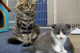 China Buka Layanan Kloning Kucing Dengan Biaya Rp500 Juta