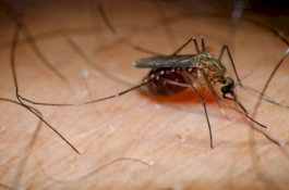 Peringatkan Warga, Dokter di Bangkok Sebut Virus Chikungunya Bermutasi