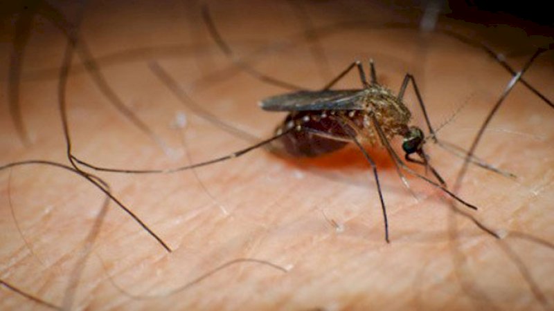 Peringatkan Warga, Dokter di Bangkok Sebut Virus Chikungunya Bermutasi
