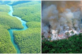 Hutan Amazon Terbakar, Dunia Bisa Kehilangan 20% Pasokan Oksigen