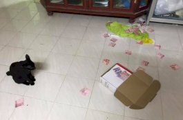 Awalnya Suami Bilang Tak Ada Duit, Kucing Si Istri Malah Temukan Uang Simpanan Rp900 Ribu