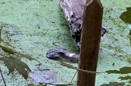 Warga Lihat Buaya Lalu Polisi Datang, Ternyata Cuma Mainan