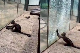 Pengunjung Kaget, Monyet Berusaha Pecahkan Kaca Kandang Pakai Batu