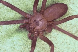 Awalnya Dikira Air, Ternyata Laba-laba Beracun Tinggal di Telinga Wanita Ini