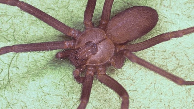 Awalnya Dikira Air, Ternyata Laba-laba Beracun Tinggal di Telinga Wanita Ini