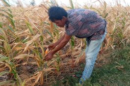 Tiga Bulan Tidak Dapat Air, Petani Jagung di Takalar Terancam Gagal Panen