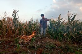 Tanaman Jagung Kering, Petani Takalar Bingung