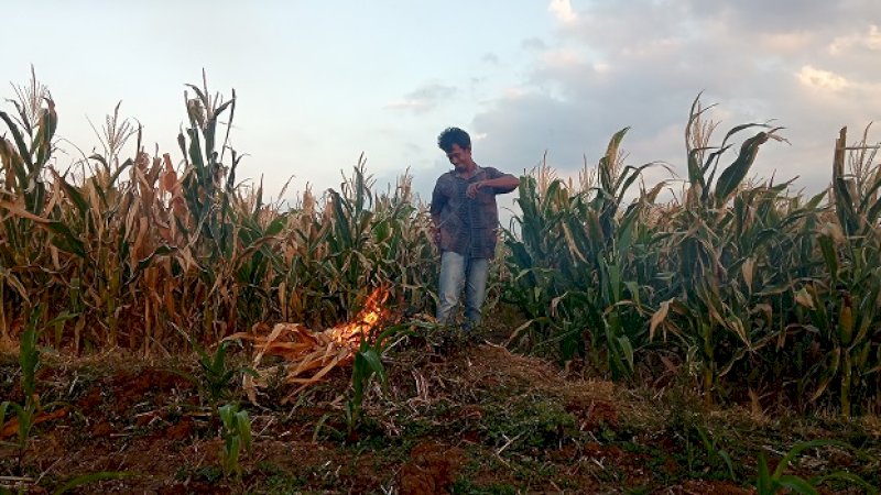 Petani di Takalar membakar jagung kering yang tak berbuah.