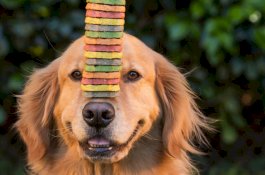 Hari Ini Adalah Hari Anjing Internasional, Begini Sejarahnya