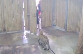 Kerabatnya Buka Pintu Kandang, Macan Tutul di Thailand Terkam Bocah 2 Tahun