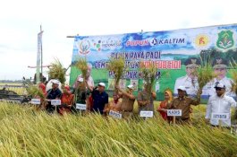 Wabup Sidrap Pimpin Panen Raya Demplot Pupuk Nonsubsidi