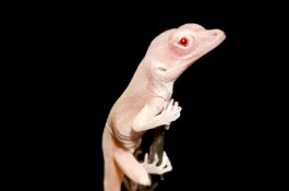 Kadal Albino Ini Jadi Reptil Pertama dengan Gen yang Telah Diedit