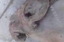 Bikin Heboh, Babi Ini Lahir Berwajah Mirip Gajah