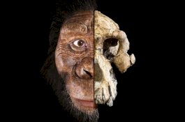 Mengungkap Wajah Baru Leluhur Manusia Purba Berusia 3,8 Juta Tahun