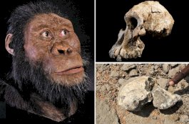 Inikah Nenek Moyang Tertua Manusia dari 3,8 Juta Tahun Lalu?