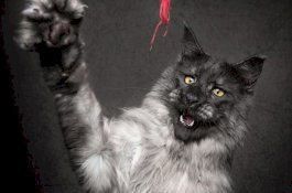 Vivo, Kucing Idola 'Setengah Serigala, Setengah Manusia'