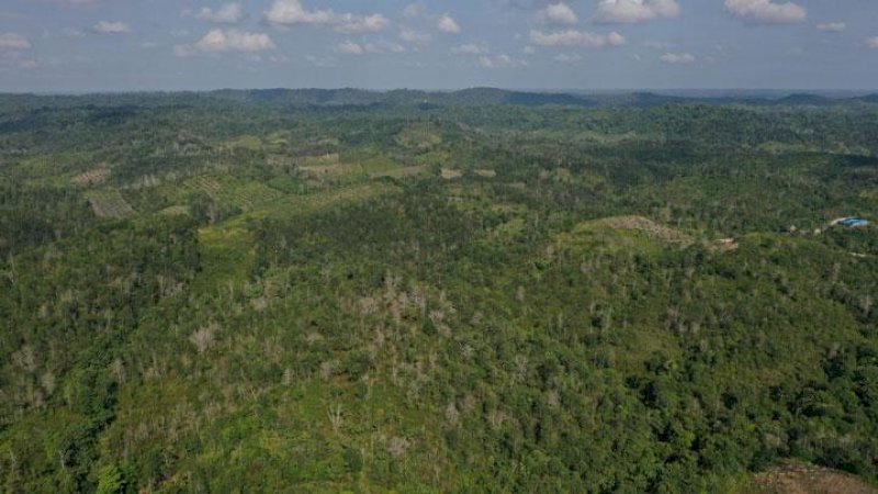 Foto kawasan di Penajam Paser Utara yang akan menjadi lokasi ibu kota baru Indonesia (Foto:Antara)