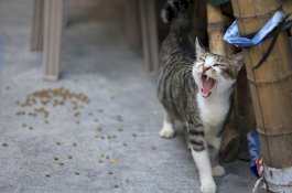 Bocah Ini Berteman Lagi dengan Kucing yang Hampir Membuatnya Meninggal