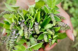 Coba Deh Minum Susu Tulsi! Ini Manfaatnya untuk Kesehatan