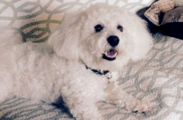 Anjing Nakal ini Pesan Film Porno Berbayar, Pemiliknya Kaget Terima Tagihan Mahal