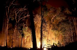 2.000 Kebakaran Baru Terjadi di Amazon Sejak Brasil Larang Pembakaran