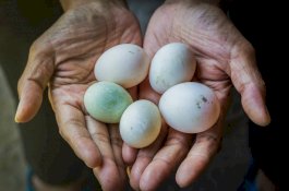 Pria ini Meninggal Gara-gara Makan Telur Bebek