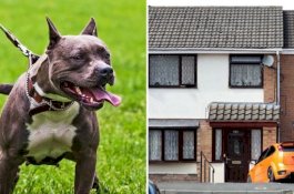 Lagi Asik Main, Bayi Perempuan Diserang Anjing Peliharaan Keluarganya