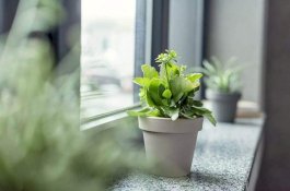 Udara Dalam Ruangan Bisa Lebih Buruk Daripada Yang di Luar